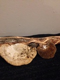 Daedaleopsis confragosa image
