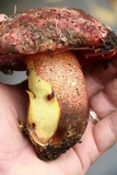 Boletus rhodoxanthus image