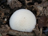 Lycoperdon curtisii image