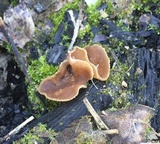 Peziza varia image