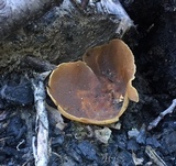 Peziza varia image