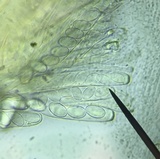 Peziza varia image