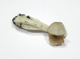Helvella crispa image