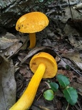 Aureoboletus auriflammeus image
