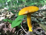 Aureoboletus auriflammeus image