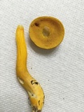 Aureoboletus auriflammeus image