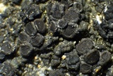 Caloplaca albovariegata image