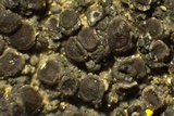 Caloplaca albovariegata image
