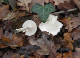 Hygrophorus eburneus image