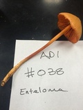 Entoloma quadratum image