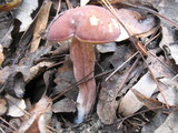 Xanthoconium purpureum image