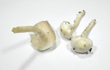 Hygrophorus eburneus image