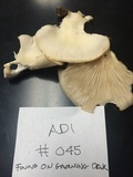 Pleurotus pulmonarius image