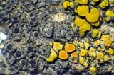 Rinodina innata image