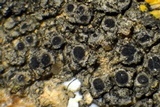 Rinodina innata image