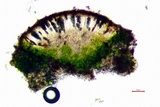 Rinodina innata image
