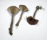 Pseudoclitocybe cyathiformis image