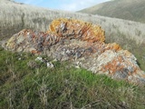 Rinodina innata image