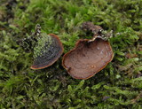 Hydnoporia tabacina image
