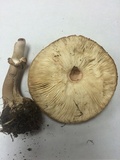 Chlorophyllum rachodes image