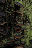 Hydnoporia tabacina image