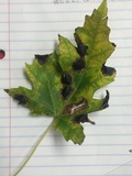 Rhytisma americanum image