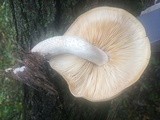 Hypsizygus ulmarius image