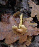 Tricholoma sulphureum image