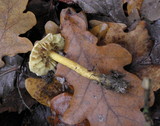 Tricholoma sulphureum image