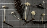 Hemimycena lactea image