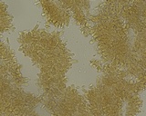Hemimycena lactea image