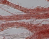 Hemimycena lactea var. tetraspora image
