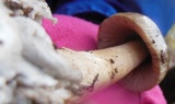 Amanita sect. Vaginatae image