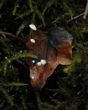 Marasmius epiphylloides image