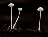 Hemimycena tortuosa image