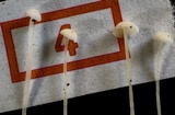Hemimycena tortuosa image