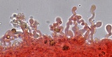 Hemimycena tortuosa image