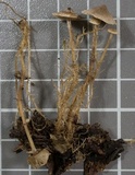 Dendrocollybia racemosa image