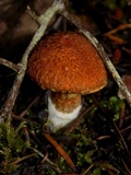Suillus lakei image
