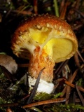 Suillus lakei image