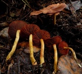 Cortinarius smithii image