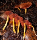 Cortinarius smithii image