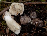 Tricholoma nigrum image