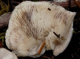 Tricholoma nigrum image