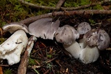 Tricholoma nigrum image