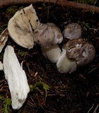 Tricholoma nigrum image