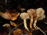 Tricholoma focale image