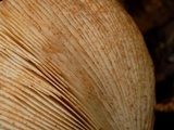 Tricholoma focale image