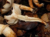 Tricholoma focale image