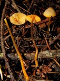 Mycena aurantiomarginata image